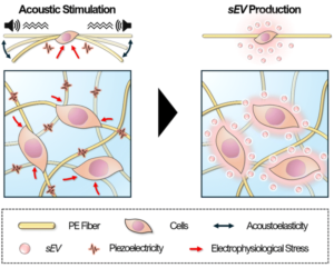 20241007 sevreactorscaffold