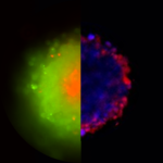 highlight spheroids