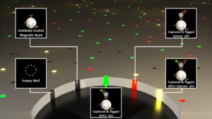 delisa sev graphicalabstract tigershi v03